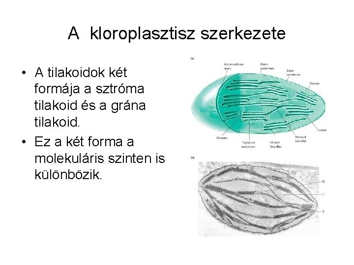 A kloroplasztisz szerkezete • A tilakoidok két formája a sztróma tilakoid és a grána