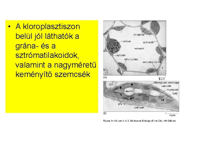  • A kloroplasztiszon belül jól láthatók a grána- és a sztrómatilakoidok, valamint a