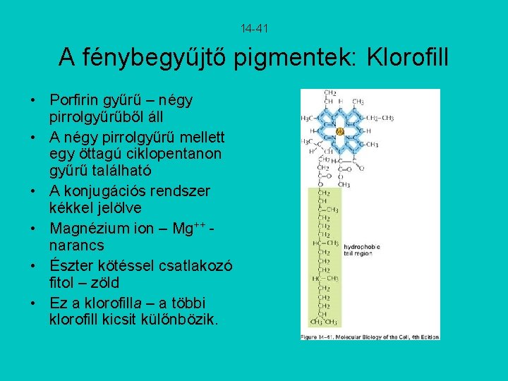 14 -41 A fénybegyűjtő pigmentek: Klorofill • Porfirin gyűrű – négy pirrolgyűrűből áll •