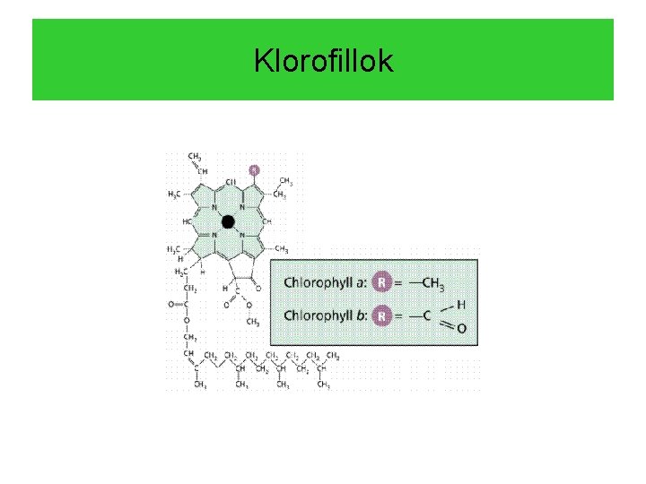 Klorofillok 