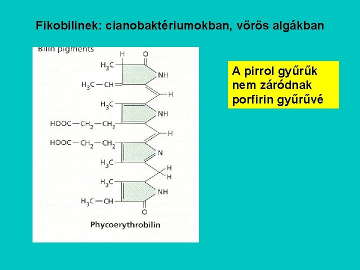 Fikobilinek: cianobaktériumokban, vörös algákban A pirrol gyűrűk nem záródnak porfirin gyűrűvé 