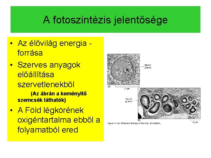 A fotoszintézis jelentősége • Az élővilág energia forrása • Szerves anyagok előállítása szervetlenekből (Az