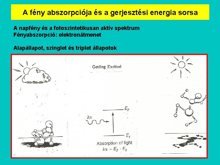 A fény abszorpciója és a gerjesztési energia sorsa A napfény és a fotoszintetikusan aktív