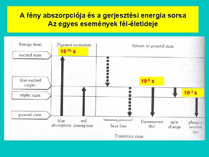 A fény abszorpciója és a gerjesztési energia sorsa Az egyes események fél-életideje 10 -15