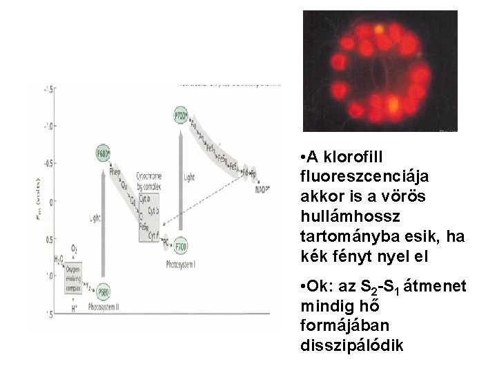  • A klorofill fluoreszcenciája akkor is a vörös hullámhossz tartományba esik, ha kék