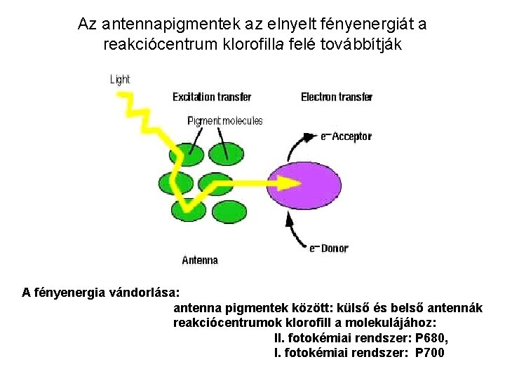 Az antennapigmentek az elnyelt fényenergiát a reakciócentrum klorofilla felé továbbítják A fényenergia vándorlása: antenna