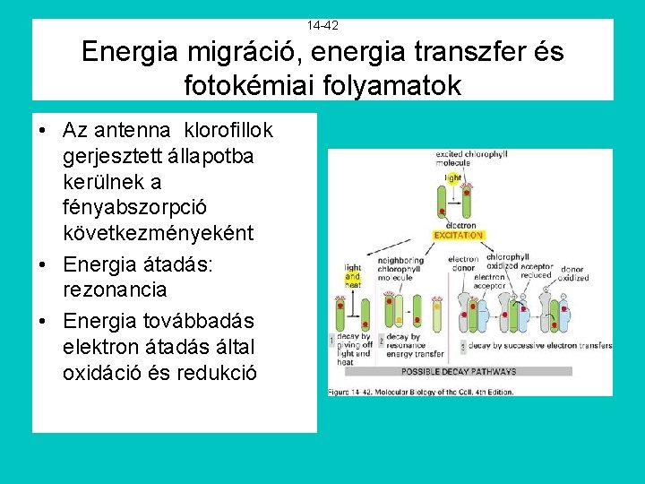 14 -42 Energia migráció, energia transzfer és fotokémiai folyamatok • Az antenna klorofillok gerjesztett