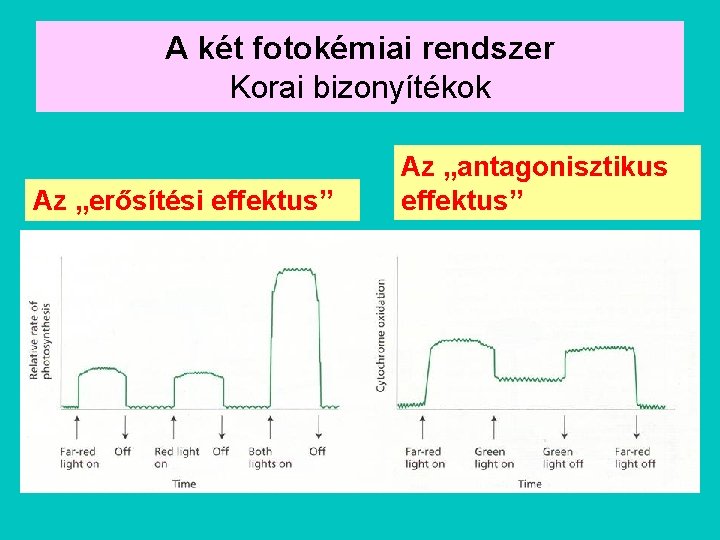 A két fotokémiai rendszer Korai bizonyítékok Az „erősítési effektus” Az „antagonisztikus effektus” 