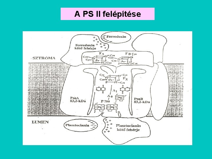 A PS II felépítése 