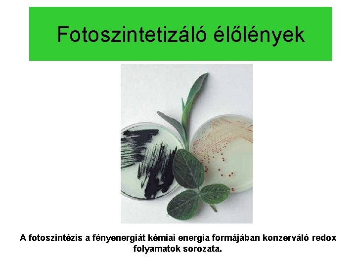 Fotoszintetizáló élőlények A fotoszintézis a fényenergiát kémiai energia formájában konzerváló redox folyamatok sorozata. 