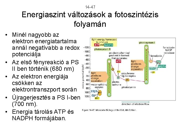 14 -47 Energiaszint változások a fotoszintézis folyamán • Minél nagyobb az elektron energiatartalma annál