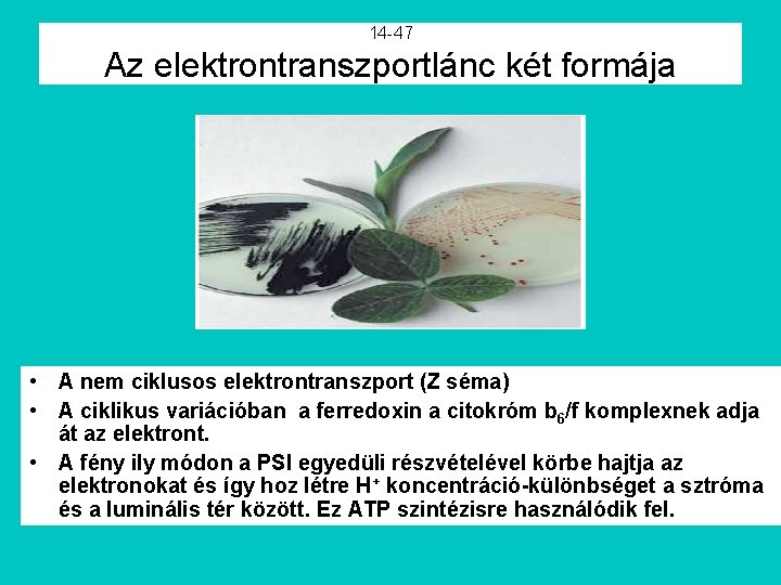 14 -47 Az elektrontranszportlánc két formája • A nem ciklusos elektrontranszport (Z séma) •