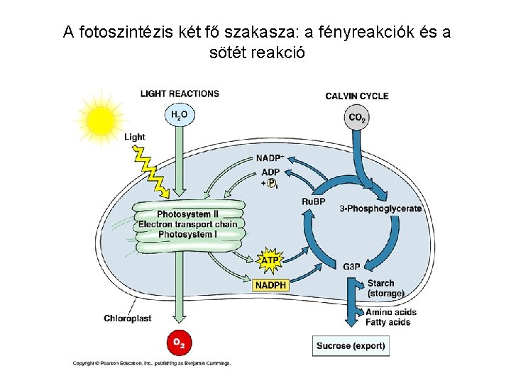 A fotoszintézis két fő szakasza: a fényreakciók és a sötét reakció 