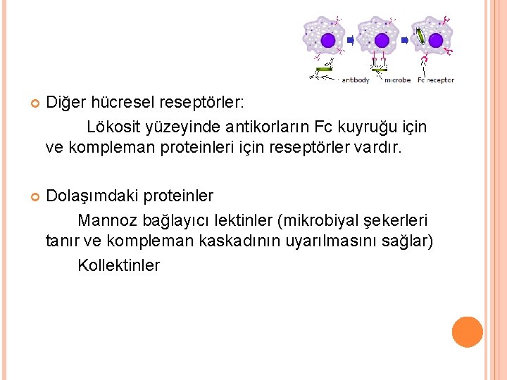  Diğer hücresel reseptörler: Lökosit yüzeyinde antikorların Fc kuyruğu için ve kompleman proteinleri için