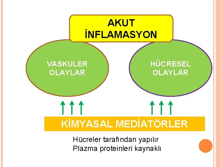 AKUT İNFLAMASYON VASKULER OLAYLAR HÜCRESEL OLAYLAR KİMYASAL MEDİATÖRLER Hücreler tarafından yapılır Plazma proteinleri kaynaklı