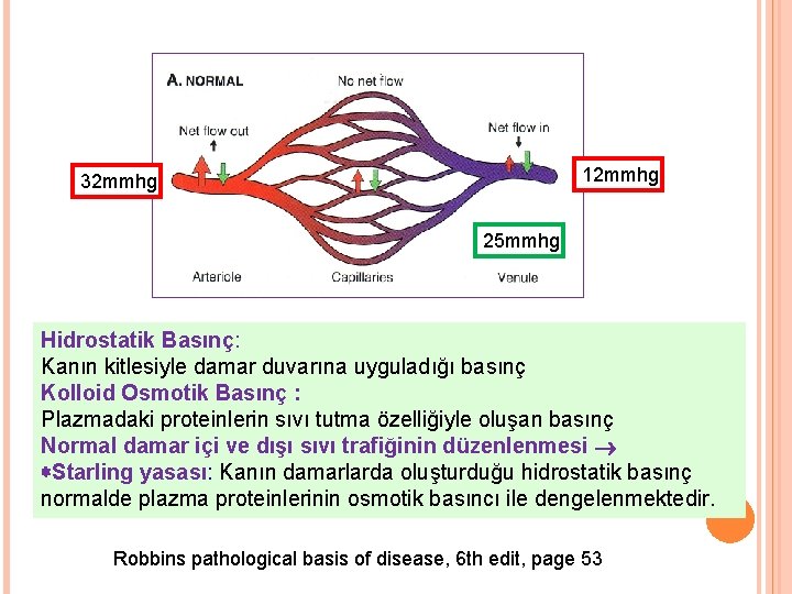 12 mmhg 32 mmhg 25 mmhg Hidrostatik Basınç: Kanın kitlesiyle damar duvarına uyguladığı basınç