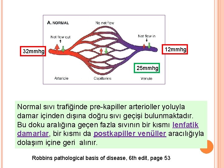 12 mmhg 32 mmhg 25 mmhg Normal sıvı trafiğinde pre-kapiller arterioller yoluyla damar içinden