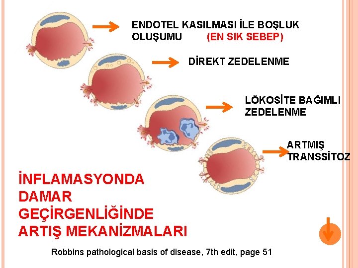 ENDOTEL KASILMASI İLE BOŞLUK OLUŞUMU (EN SIK SEBEP) DİREKT ZEDELENME LÖKOSİTE BAĞIMLI ZEDELENME ARTMIŞ