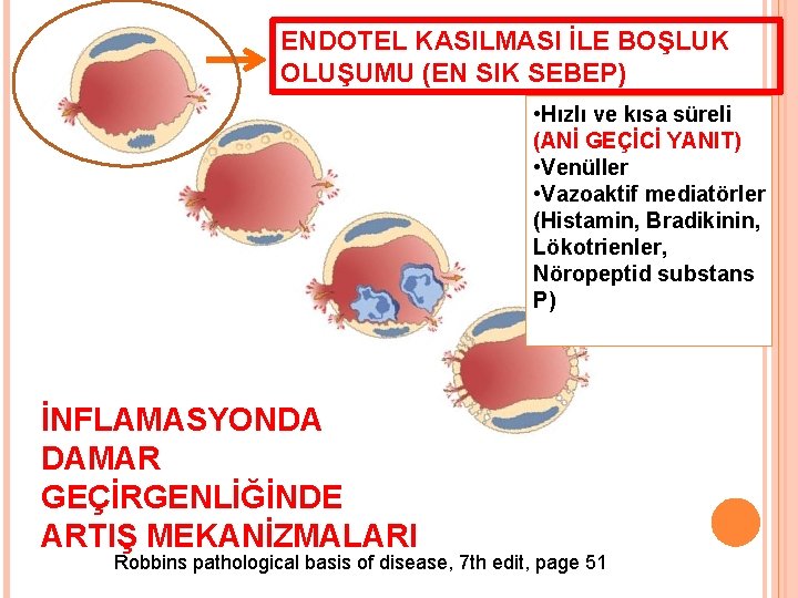 ENDOTEL KASILMASI İLE BOŞLUK OLUŞUMU (EN SIK SEBEP) • Hızlı ve kısa süreli (ANİ