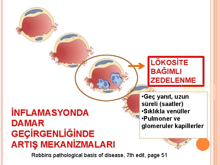 LÖKOSİTE BAĞIMLI ZEDELENME ARTMIŞ TRANSSİT • Geç yanıt, uzun süreli (saatler) OZ İNFLAMASYONDA DAMAR