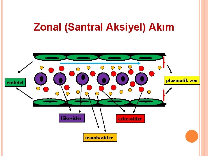 Zonal (Santral Aksiyel) Akım plazmatik zon endotel lökositler eritrositler trombositler 