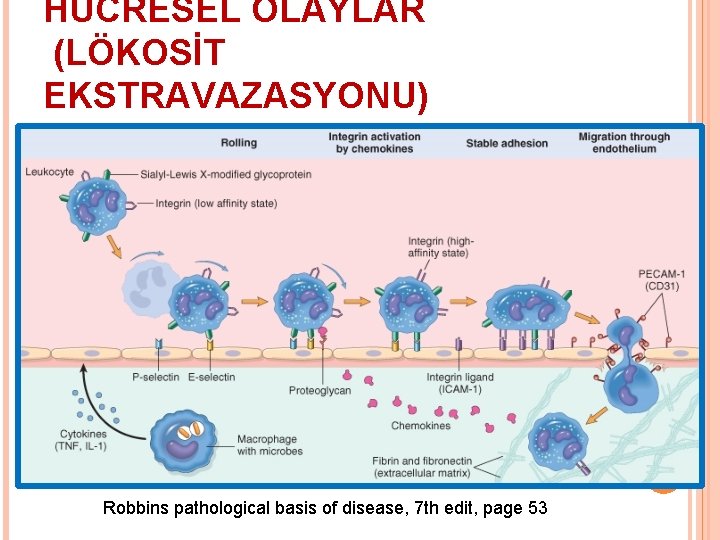 HÜCRESEL OLAYLAR (LÖKOSİT EKSTRAVAZASYONU) Robbins pathological basis of disease, 7 th edit, page 53