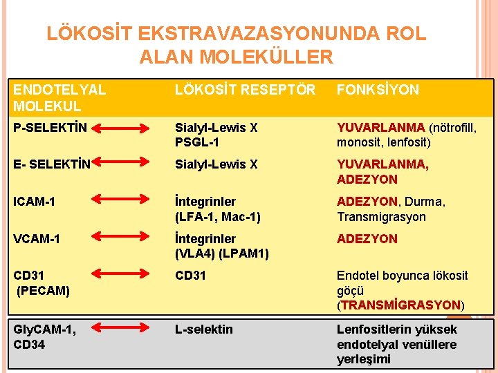 LÖKOSİT EKSTRAVAZASYONUNDA ROL ALAN MOLEKÜLLER ENDOTELYAL MOLEKUL LÖKOSİT RESEPTÖR FONKSİYON P-SELEKTİN Sialyl-Lewis X PSGL-1