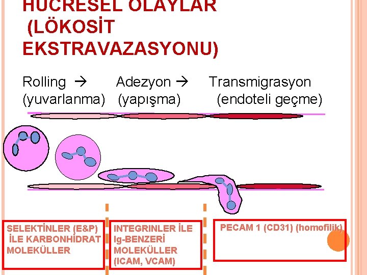 HÜCRESEL OLAYLAR (LÖKOSİT EKSTRAVAZASYONU) Rolling Adezyon (yuvarlanma) (yapışma) SELEKTİNLER (E&P) İLE KARBONHİDRAT MOLEKÜLLER INTEGRINLER