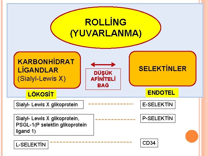 ROLLİNG (YUVARLANMA) KARBONHİDRAT LİGANDLAR (Sialyl-Lewis X) LÖKOSİT DÜŞÜK AFİNİTELİ BAĞ SELEKTİNLER ENDOTEL Sialyl- Lewis