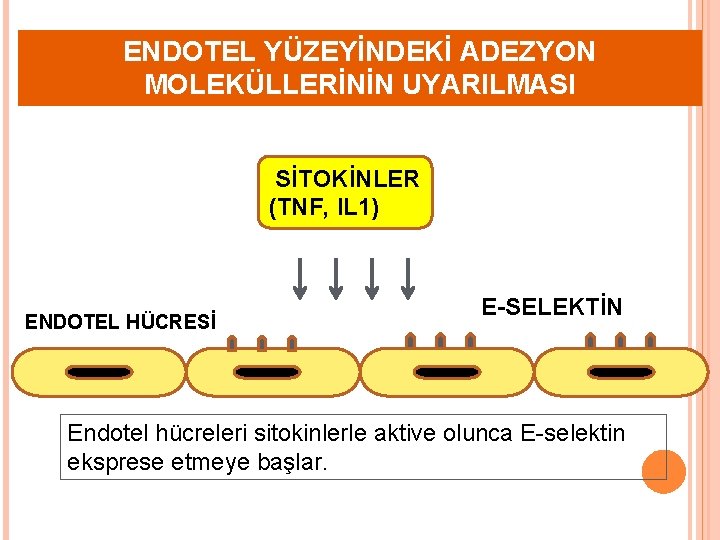 ENDOTEL YÜZEYİNDEKİ ADEZYON MOLEKÜLLERİNİN UYARILMASI SİTOKİNLER (TNF, IL 1) ENDOTEL HÜCRESİ E-SELEKTİN Endotel hücreleri