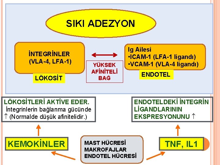 SIKI ADEZYON İNTEGRİNLER (VLA-4, LFA-1) YÜKSEK AFİNİTELİ BAĞ LÖKOSİTLERİ AKTİVE EDER. İntegrinlerin bağlanma gücünde