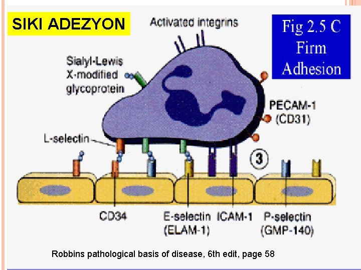 SIKI ADEZYON Robbins pathological basis of disease, 6 th edit, page 58 