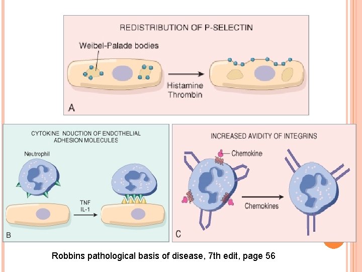 Robbins pathological basis of disease, 7 th edit, page 56 