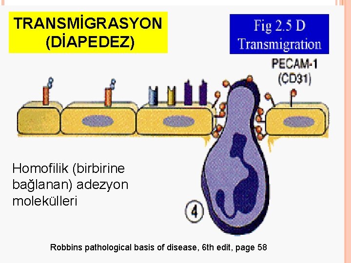 TRANSMİGRASYON (DİAPEDEZ) Homofilik (birbirine bağlanan) adezyon molekülleri Robbins pathological basis of disease, 6 th