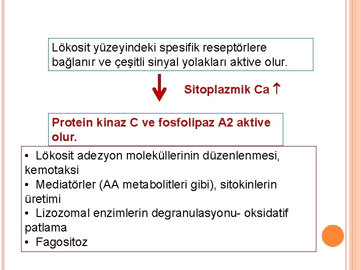 Lökosit yüzeyindeki spesifik reseptörlere bağlanır ve çeşitli sinyal yolakları aktive olur. Sitoplazmik Ca Protein