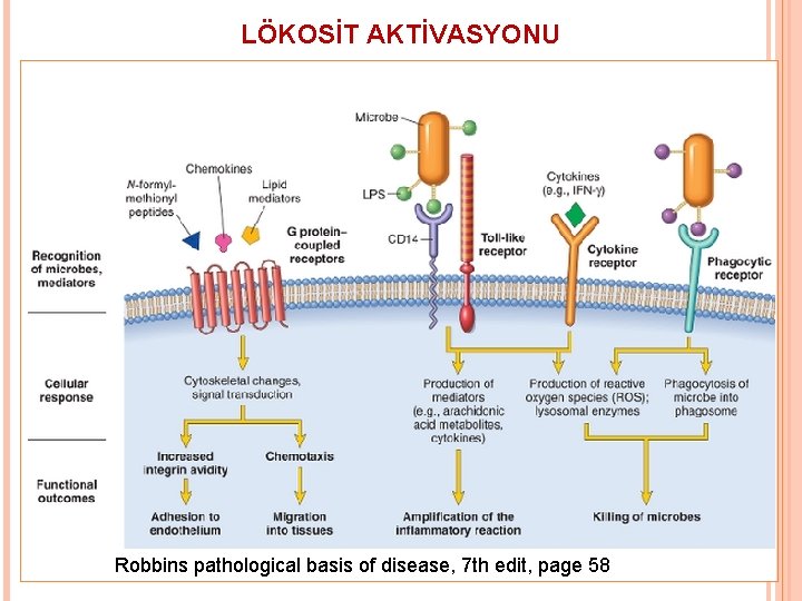 LÖKOSİT AKTİVASYONU Robbins pathological basis of disease, 7 th edit, page 58 