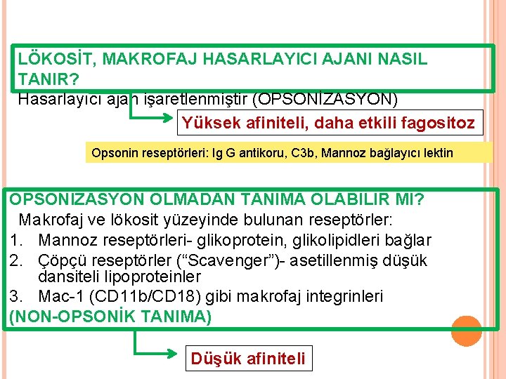 LÖKOSİT, MAKROFAJ HASARLAYICI AJANI NASIL TANIR? Hasarlayıcı ajan işaretlenmiştir (OPSONİZASYON) Yüksek afiniteli, daha etkili