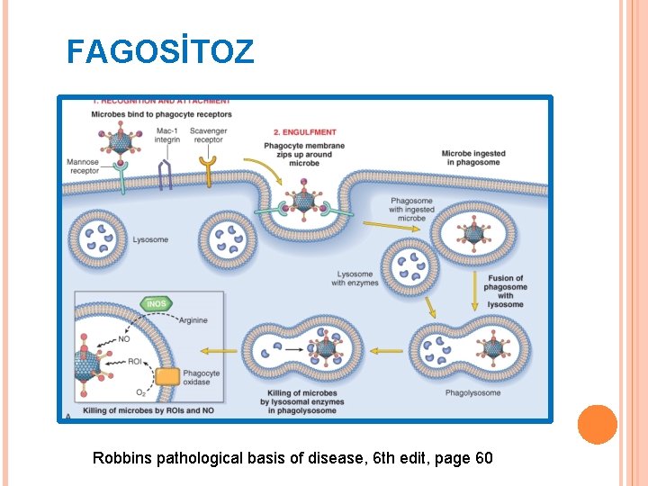 FAGOSİTOZ Robbins pathological basis of disease, 6 th edit, page 60 