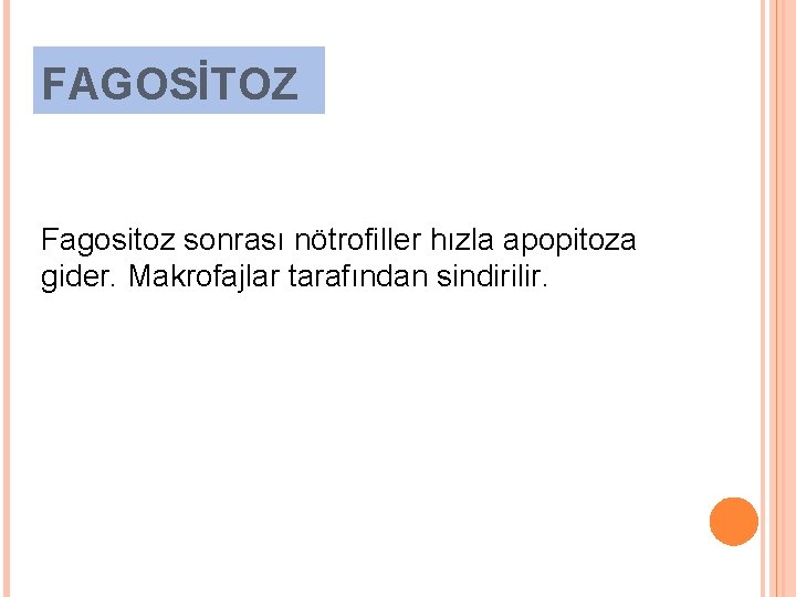 FAGOSİTOZ Fagositoz sonrası nötrofiller hızla apopitoza gider. Makrofajlar tarafından sindirilir. 