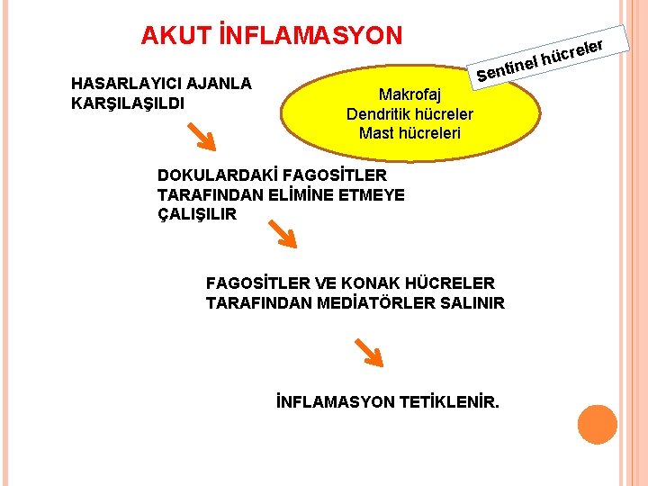 AKUT İNFLAMASYON HASARLAYICI AJANLA KARŞILAŞILDI ler in Makrofaj Dendritik hücreler Mast hücreleri Sent DOKULARDAKİ
