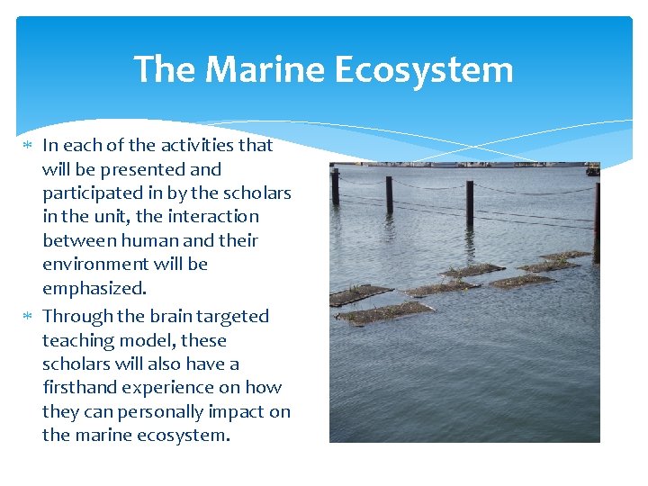 The Marine Ecosystem In each of the activities that will be presented and participated The Marine Ecosystem In each of the activities that will be presented and participated