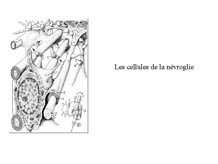 Les cellules de la névroglie 