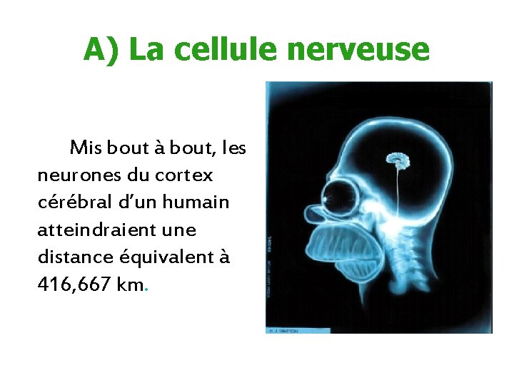 A) La cellule nerveuse Mis bout à bout, les neurones du cortex cérébral d’un