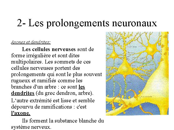 2 - Les prolongements neuronaux Axones et dendrites: Les cellules nerveuses sont de forme