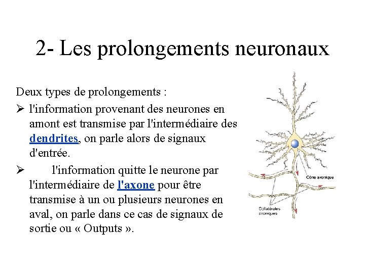 2 - Les prolongements neuronaux Deux types de prolongements : Ø l'information provenant des