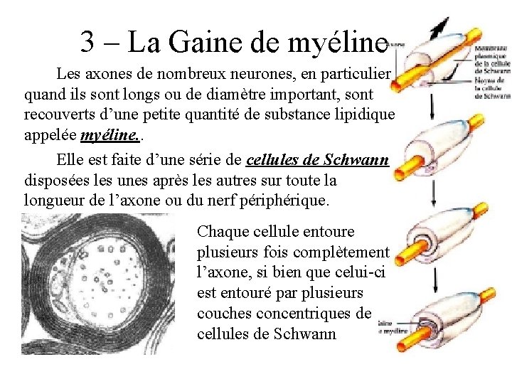 3 – La Gaine de myéline Les axones de nombreux neurones, en particulier quand