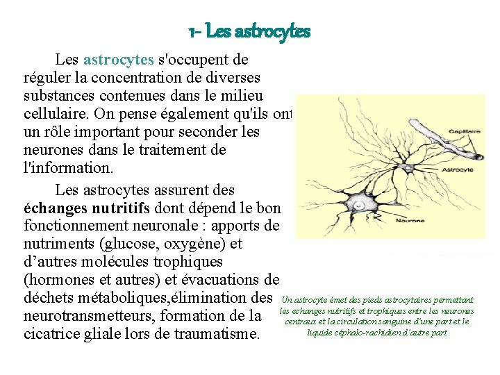 1 - Les astrocytes s'occupent de réguler la concentration de diverses substances contenues dans