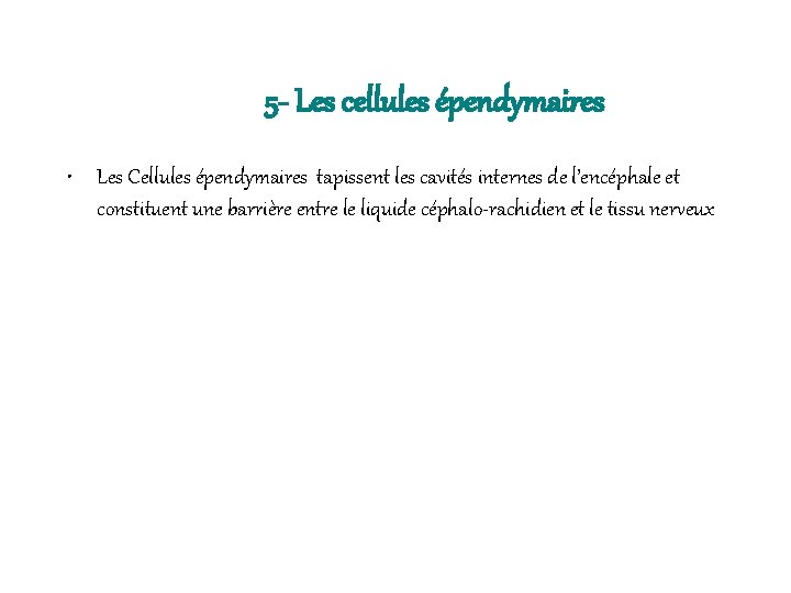 5 - Les cellules épendymaires • Les Cellules épendymaires tapissent les cavités internes de