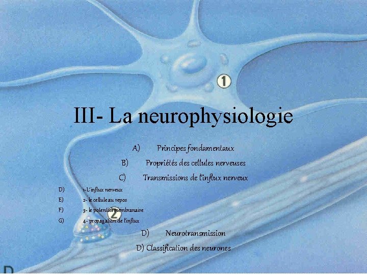 III- La neurophysiologie A) B) C) D) E) F) G) Principes fondamentaux Propriétés des