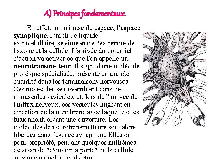 A) Principes fondamentaux En effet, un minuscule espace, l'espace synaptique, rempli de liquide extracelullaire,